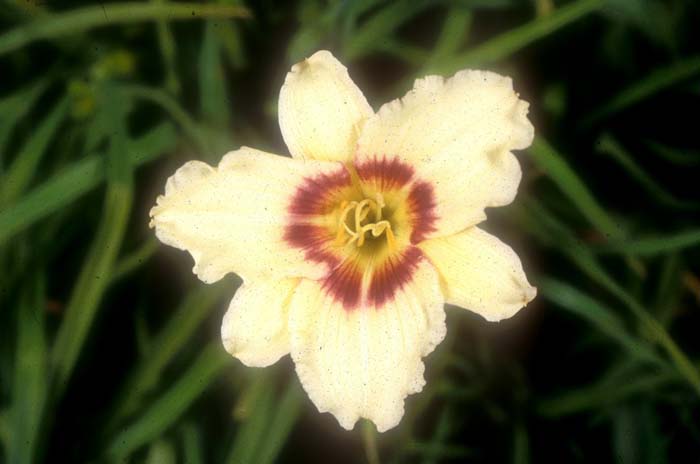 Hemerocallis 'Pandora's Box'
