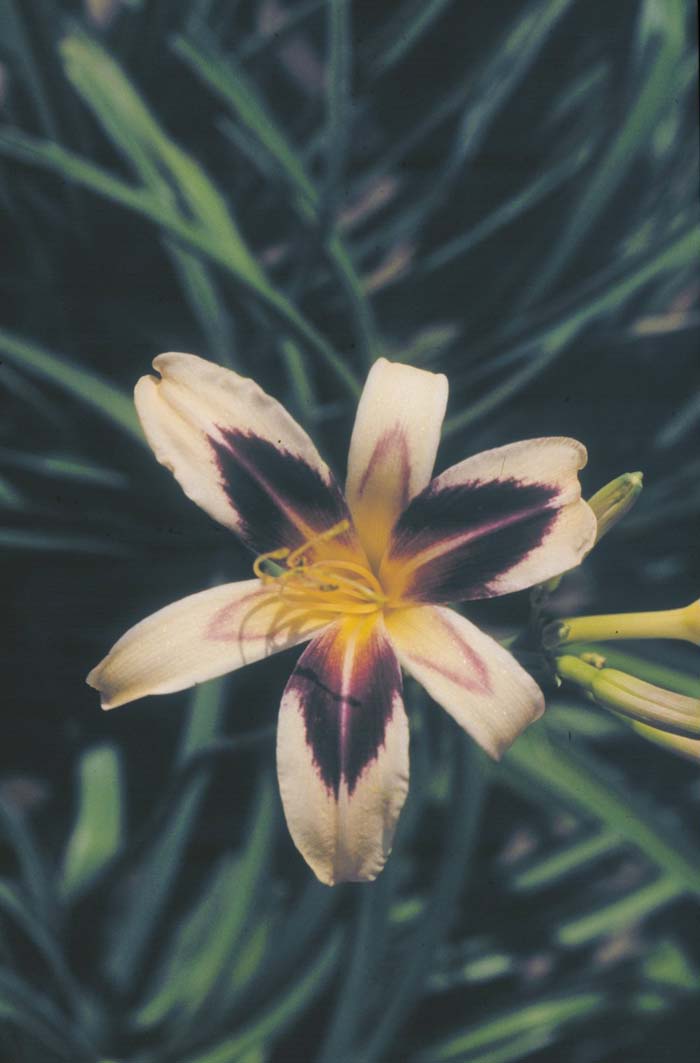 Hemerocallis 'Cleopatra'