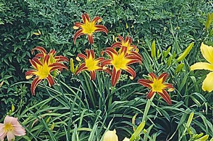 Plant photo of: Hemerocallis 'Marse Connell'