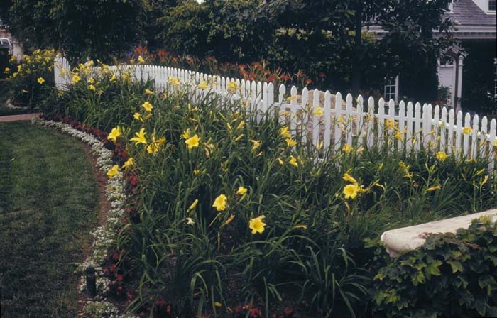 Hemerocallis 'Mrs. B.G. Bonner'