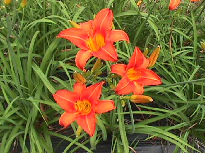 Hemerocallis 'Melody Doll'