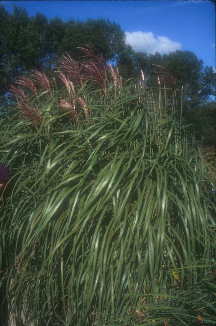 Plant photo of: Miscanthus sinensis 'Flamingo'