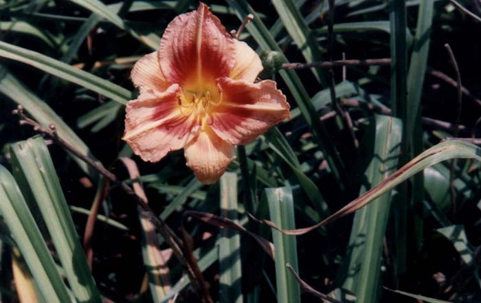Hemerocallis 'Gypsy Spell'