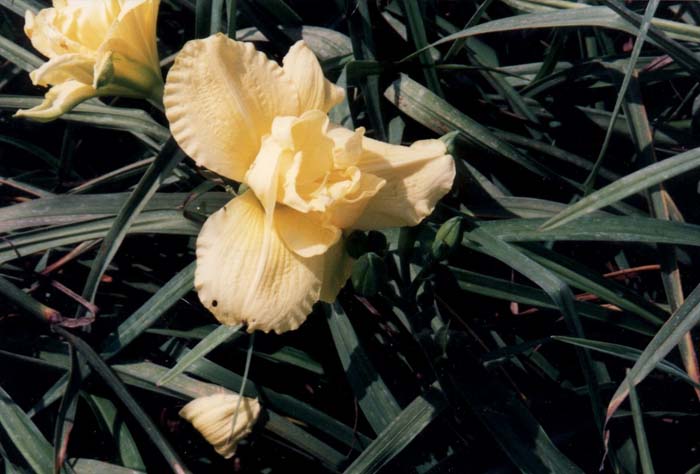 Hemerocallis 'Twin Crown'