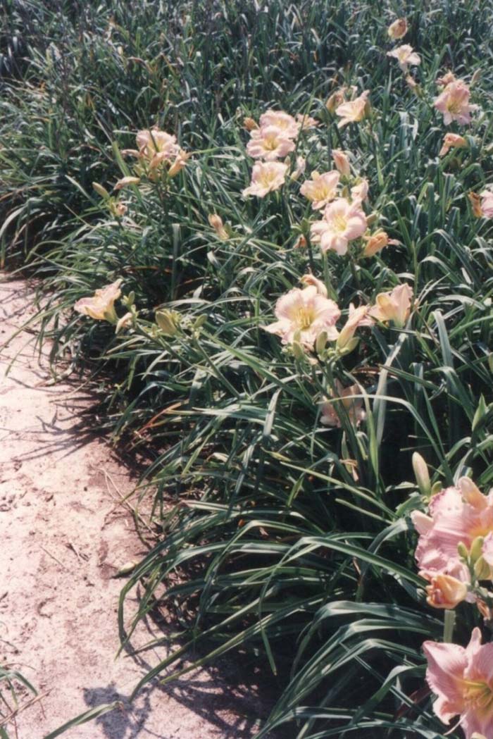 Hemerocallis 'Prima Fossi'