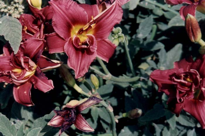 Hemerocallis 'Double Gropelle'
