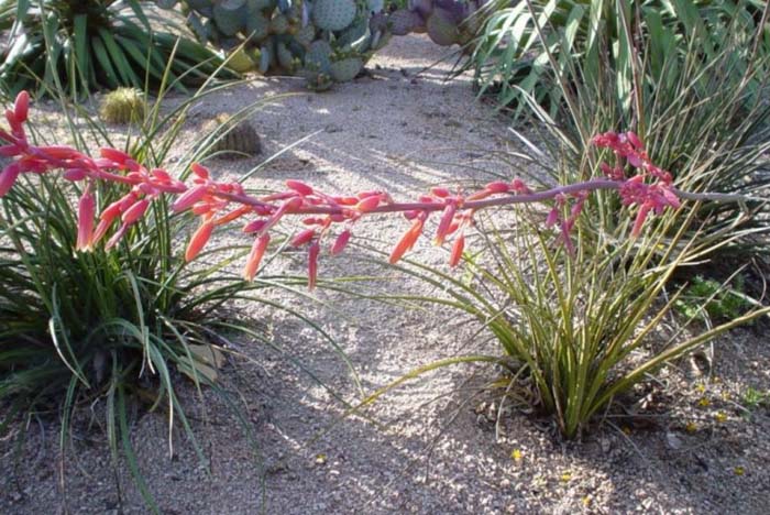 Plant photo of: Hesperaloe parviflora