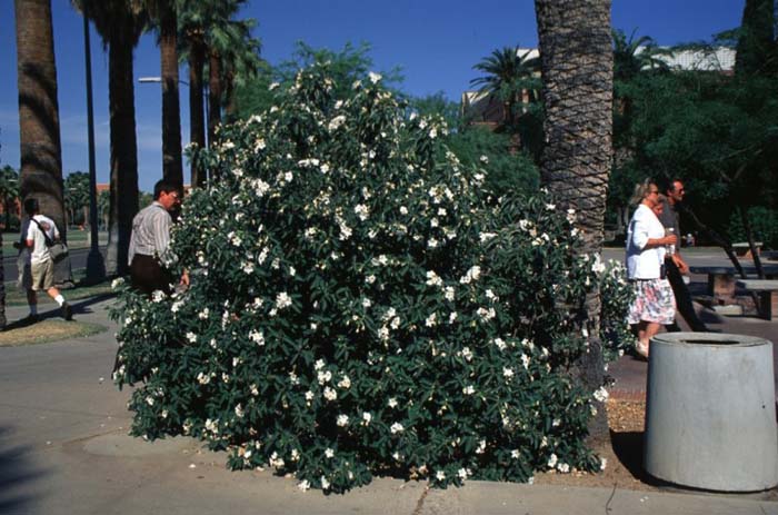 Cordia boissieri