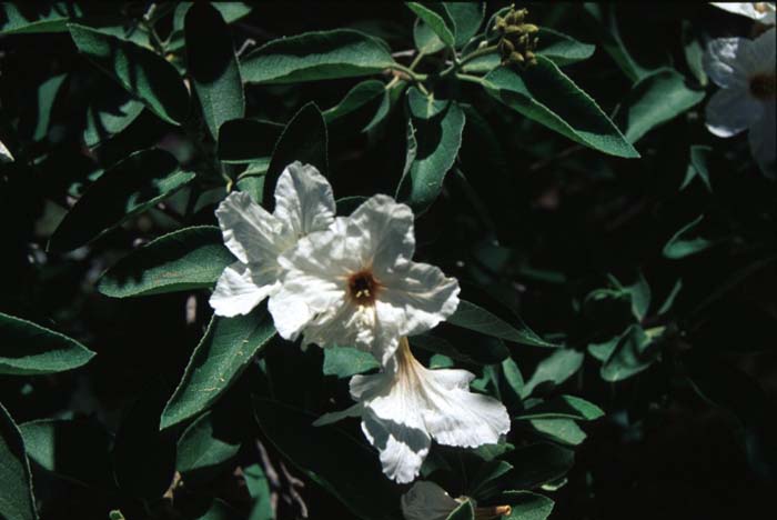 Plant photo of: Cordia boissieri