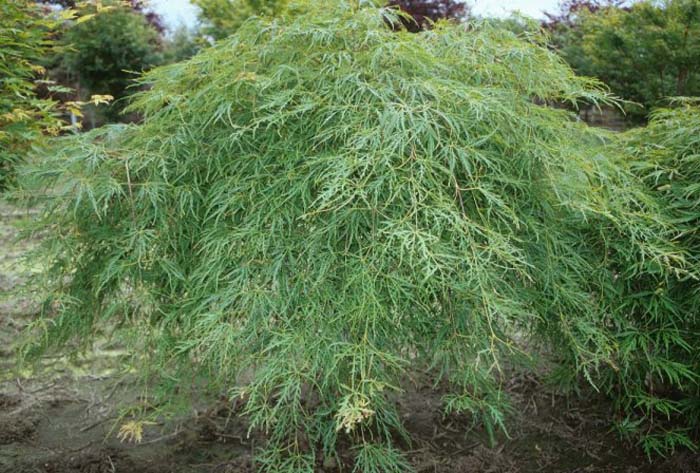 Acer palmatum 'Dissectum'