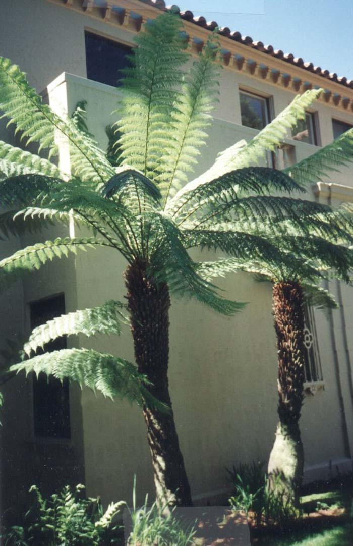 Plant photo of: Dicksonia antarctica