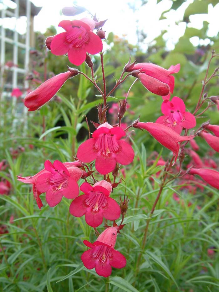 Plant photo of: Penstemon 'Ruby King'