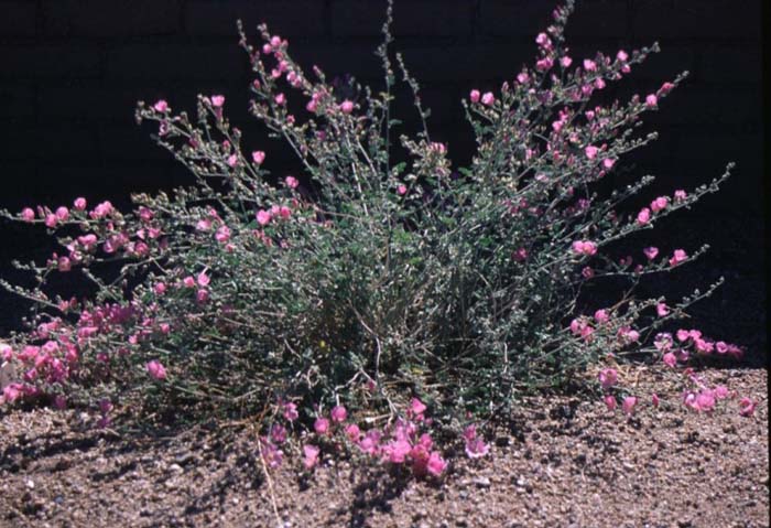 Plant photo of: Sphaeralcea ambigua