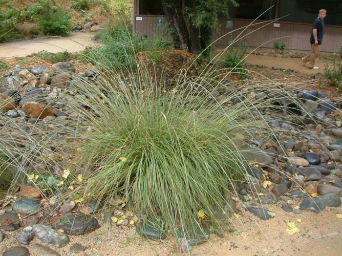 Plant photo of: Muhlenbergia rigens