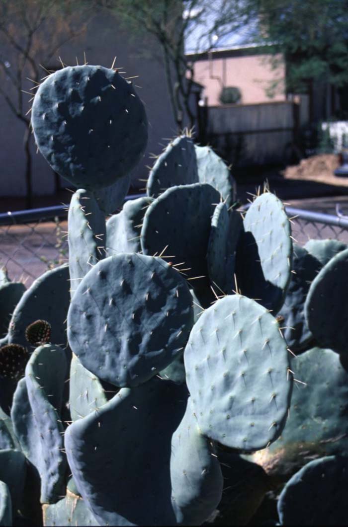 Plant photo of: Opuntia robusta