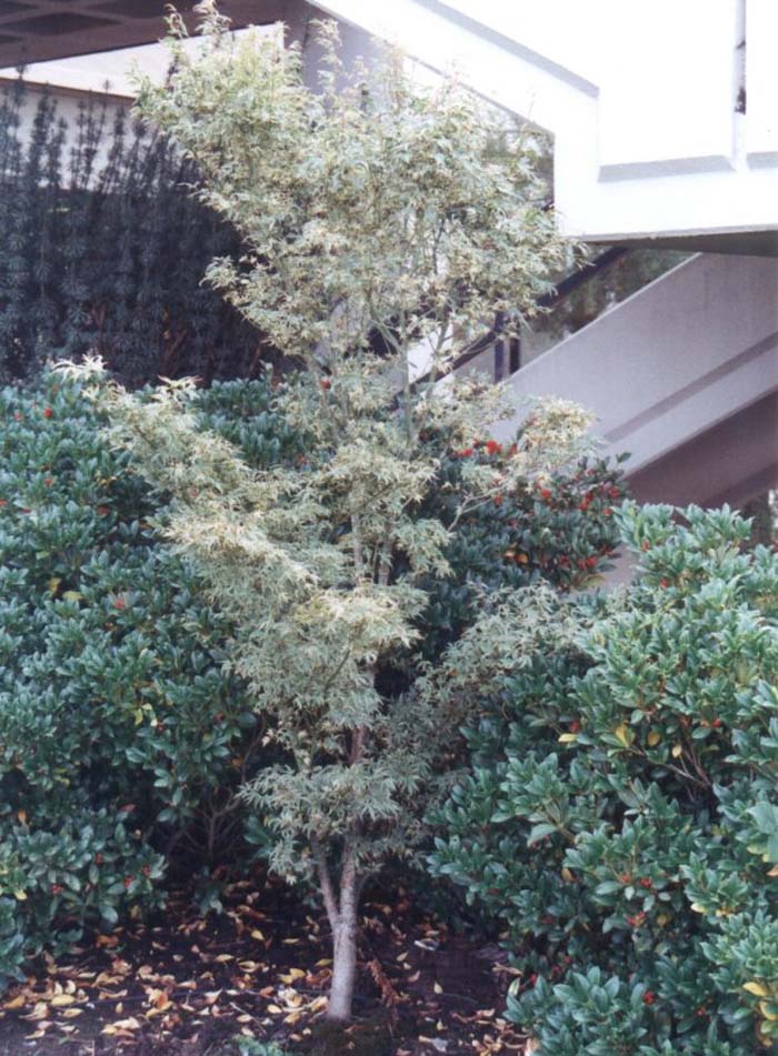 Acer palmatum 'Butterfly'