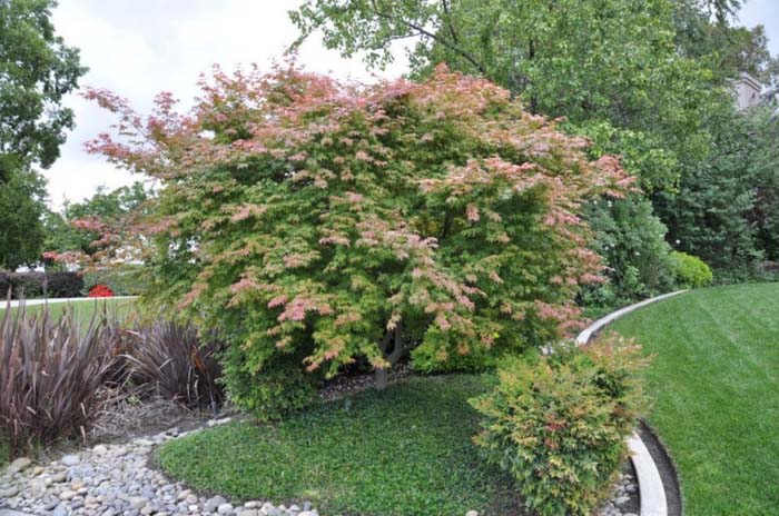 Plant photo of: Acer palmatum 'Shindeshojo'