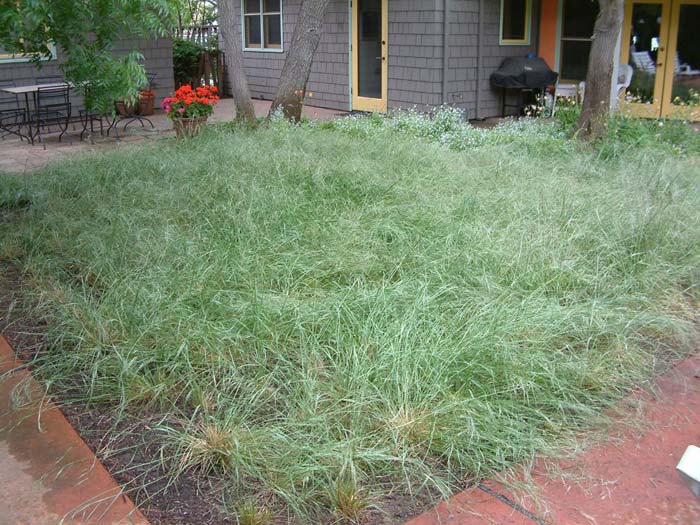 Stipa pulchra