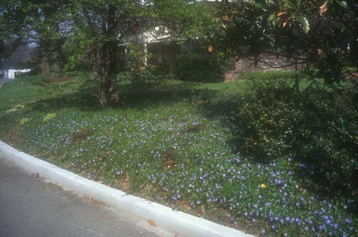 Plant photo of: Vinca minor