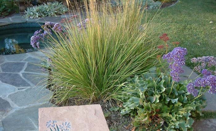 Plant photo of: Calamagrostis X acutiflora 'Overdam'