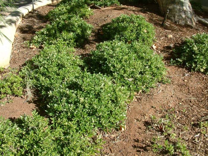 Gardenia augusta 'Radicans'