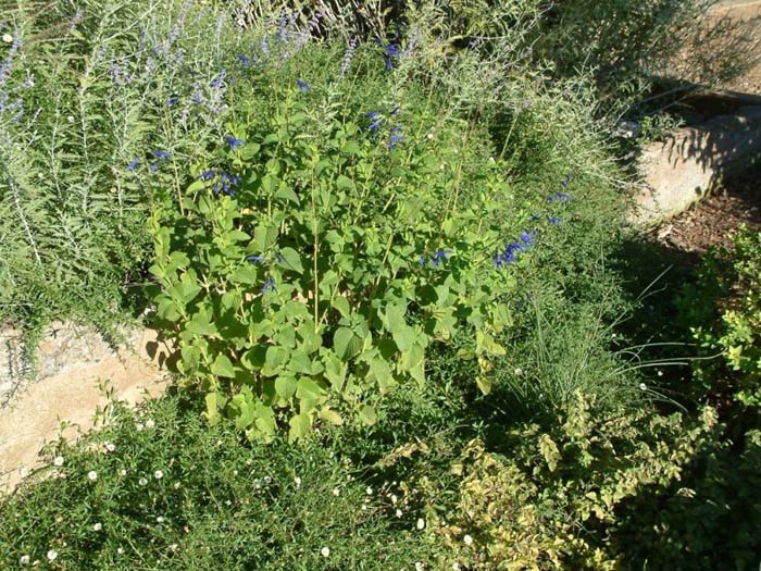 Salvia guaranitica