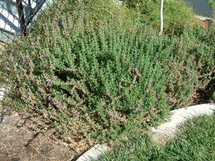 Trailing or Prostrate Germander