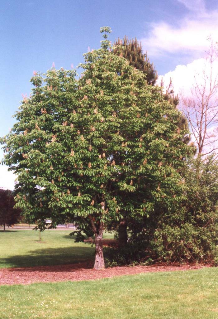 Aesculus hippocastanum