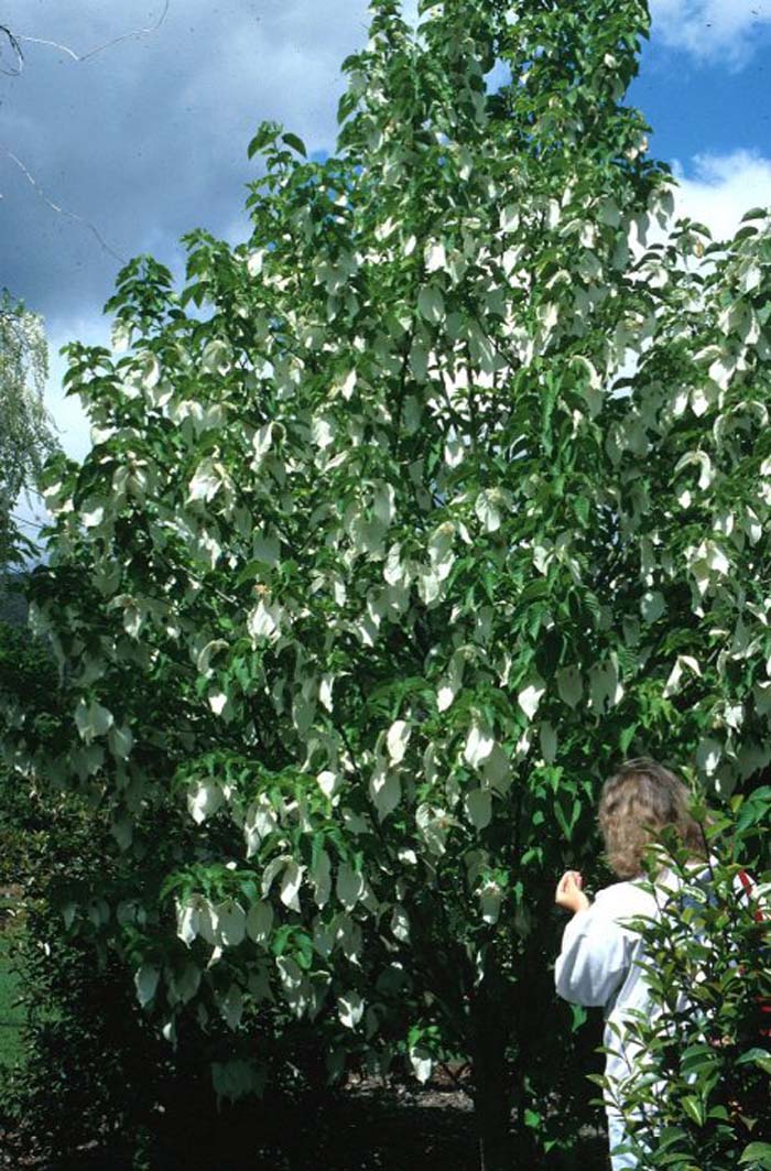 Davidia involucrata