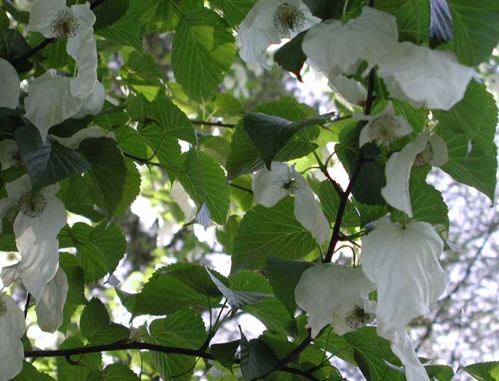 Plant photo of: Davidia involucrata