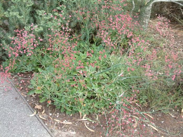 Eriogonum grande rubescens