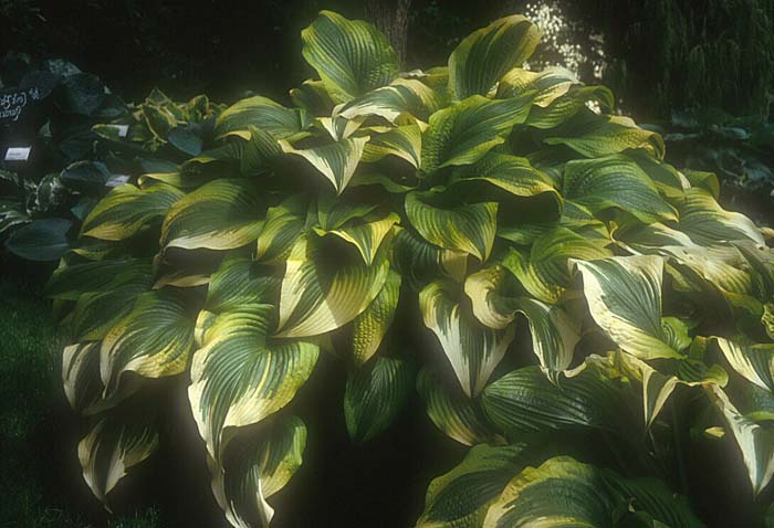 Hosta hybrids