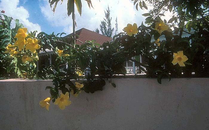 Allamanda cathartica