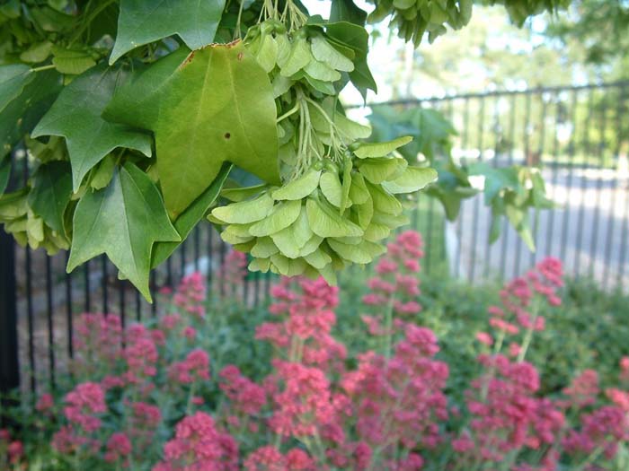 Plant photo of: Acer buergerianum