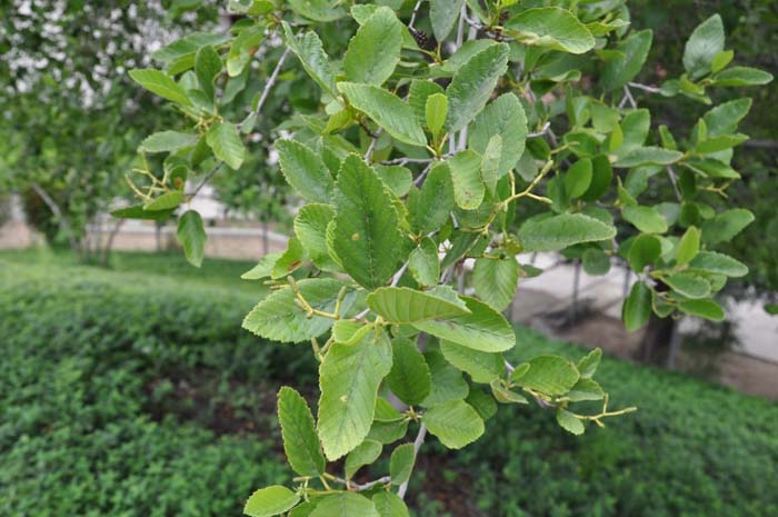 Plant photo of: Alnus rhombifolia