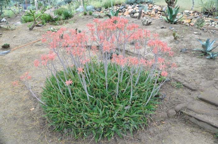 Aloe striata