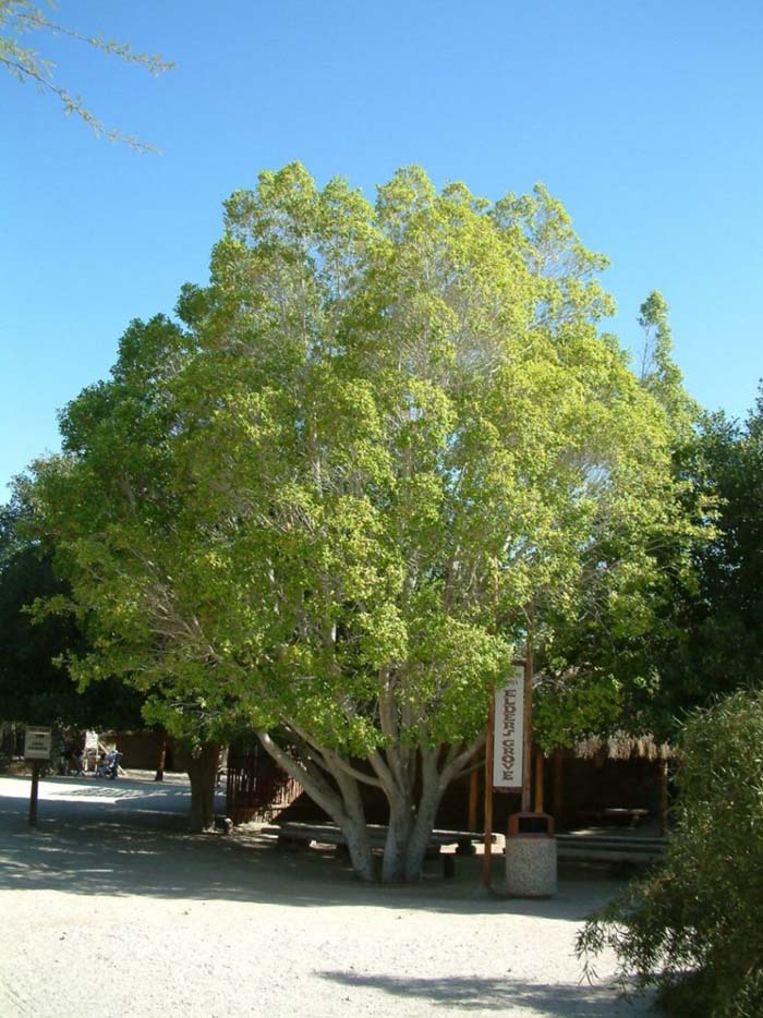 Ficus microcarpa