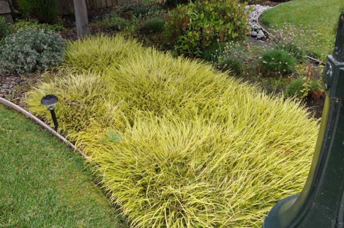 Carex oshimensis 'Evergold'