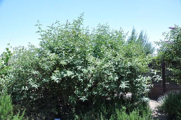 Plant photo of: Buddleja davidii 'Black Knight'