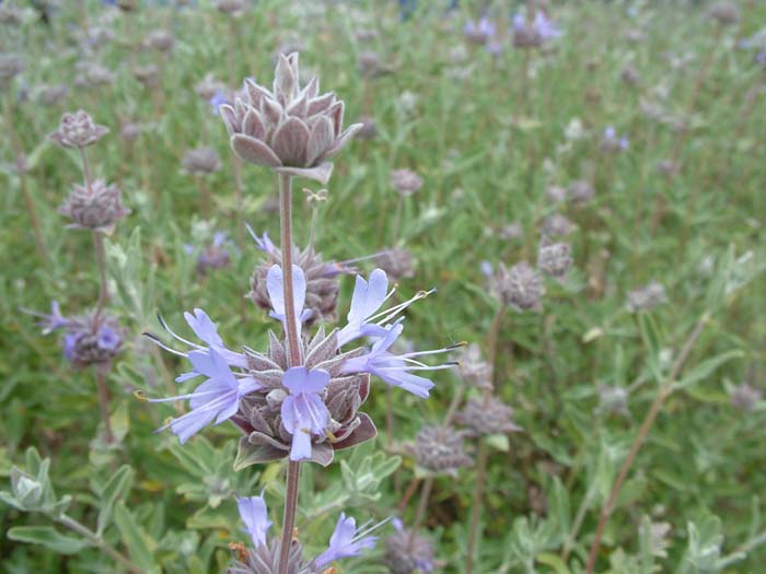Plant photo of: Salvia 'Aromas'