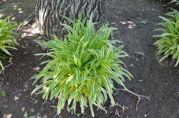 Plant photo of: Agapanthus 'Tinkerbell'