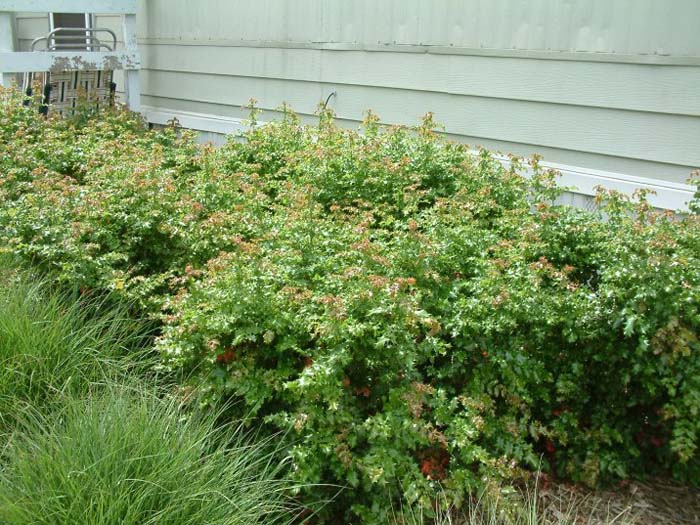 Berberis pinnata 'Ken Hartman'