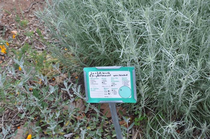 Plant photo of: Chrysothamnus nauseosus