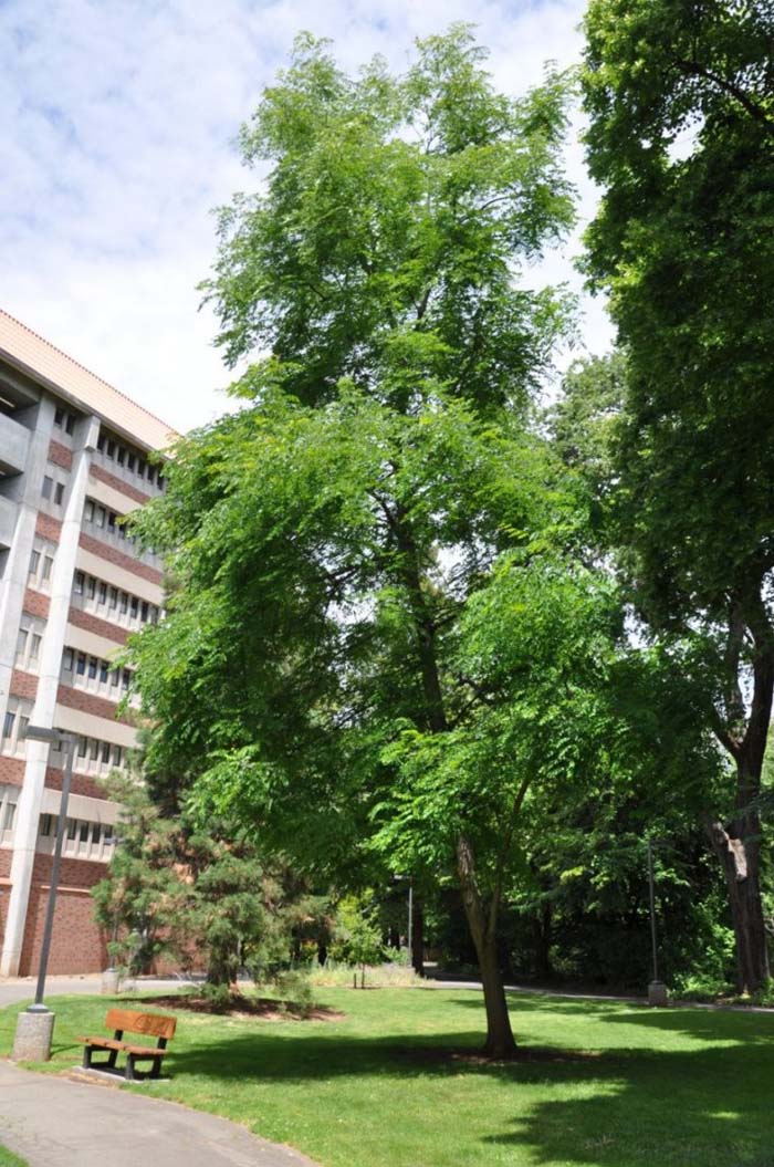 Robinia X ambigua 'Decaisneana'