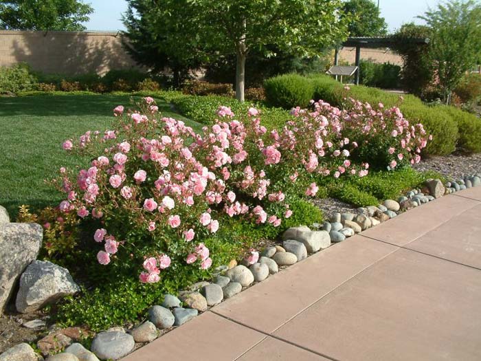 Rosa cv. floribunda pink
