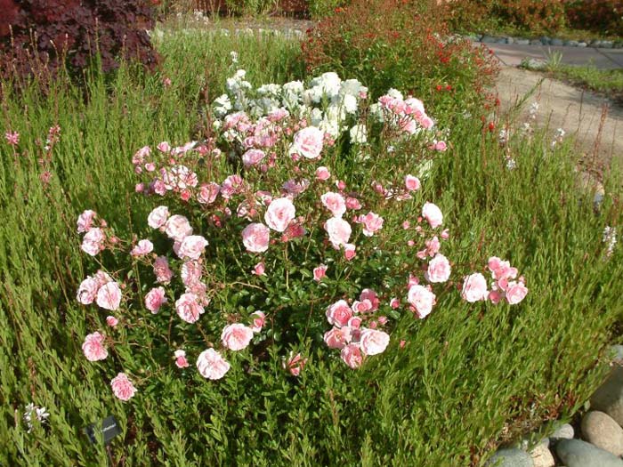 Plant photo of: Rosa cv. floribunda pink