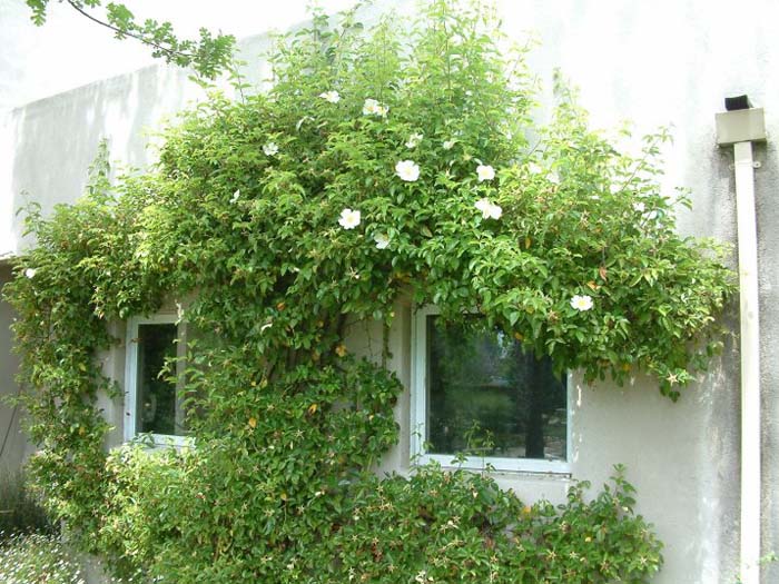 Rosa laevigata
