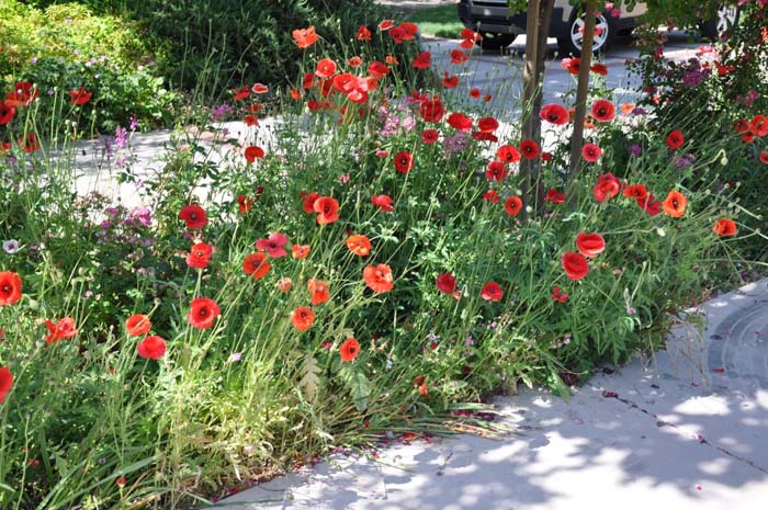 Plant photo of: Papaver rhoeas 'Flanders Field'