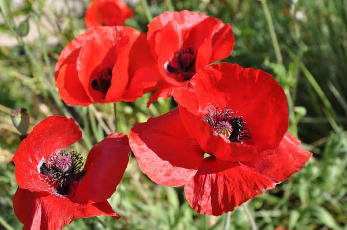 Plant photo of: Papaver rhoeas 'Flanders Field'