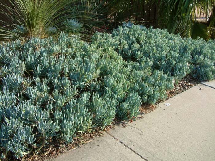 Senecio mandraliscae